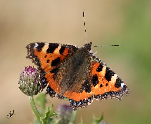 Small Tortoiseshell Butterfly 9Y417D-010.JPG